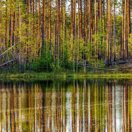 Фотография Сосновый лес | Владимир Анатольевич Иванов