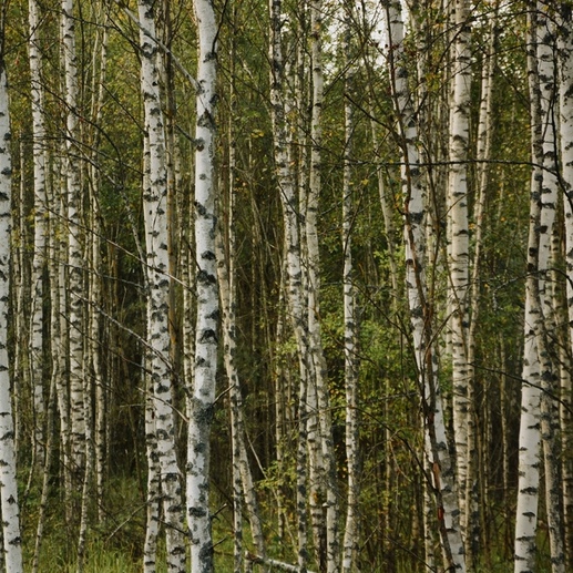 Фотография Берёзы | Яна Александровна Бочеленкова