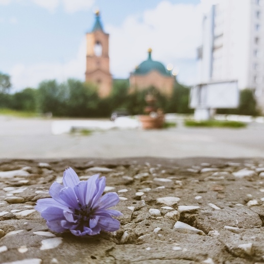 Фотография Городской цветок | Ксения Ивановна Краснова