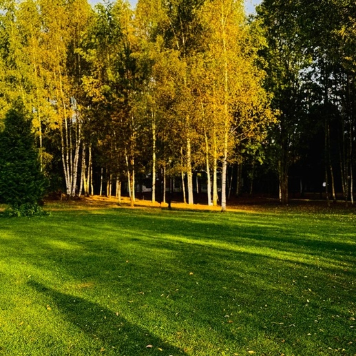 Фотография Золотая осень | Максим владимирович  Шмелев