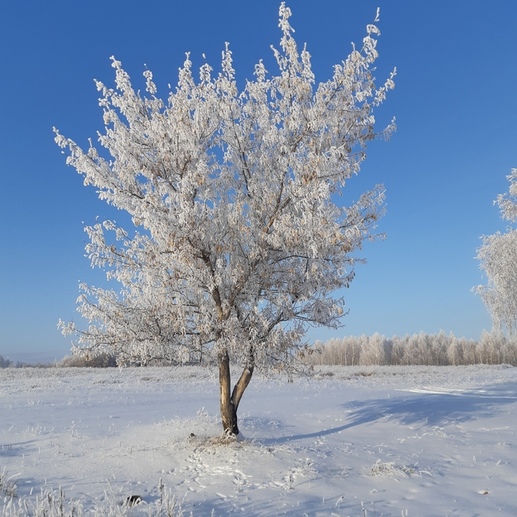 Фотография сНЕЖНЫЙ хоровод | Мира (Надежда) Рамзисовна Амирова
