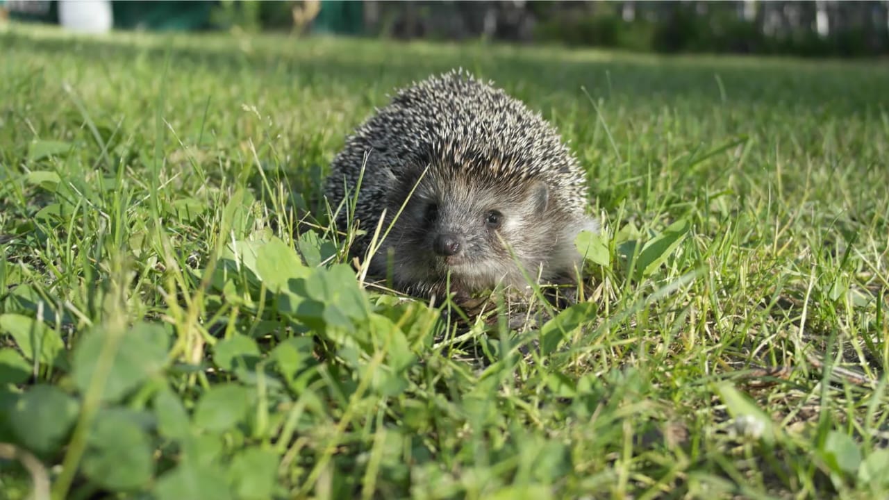 IMG-20251007-WA0012(1)