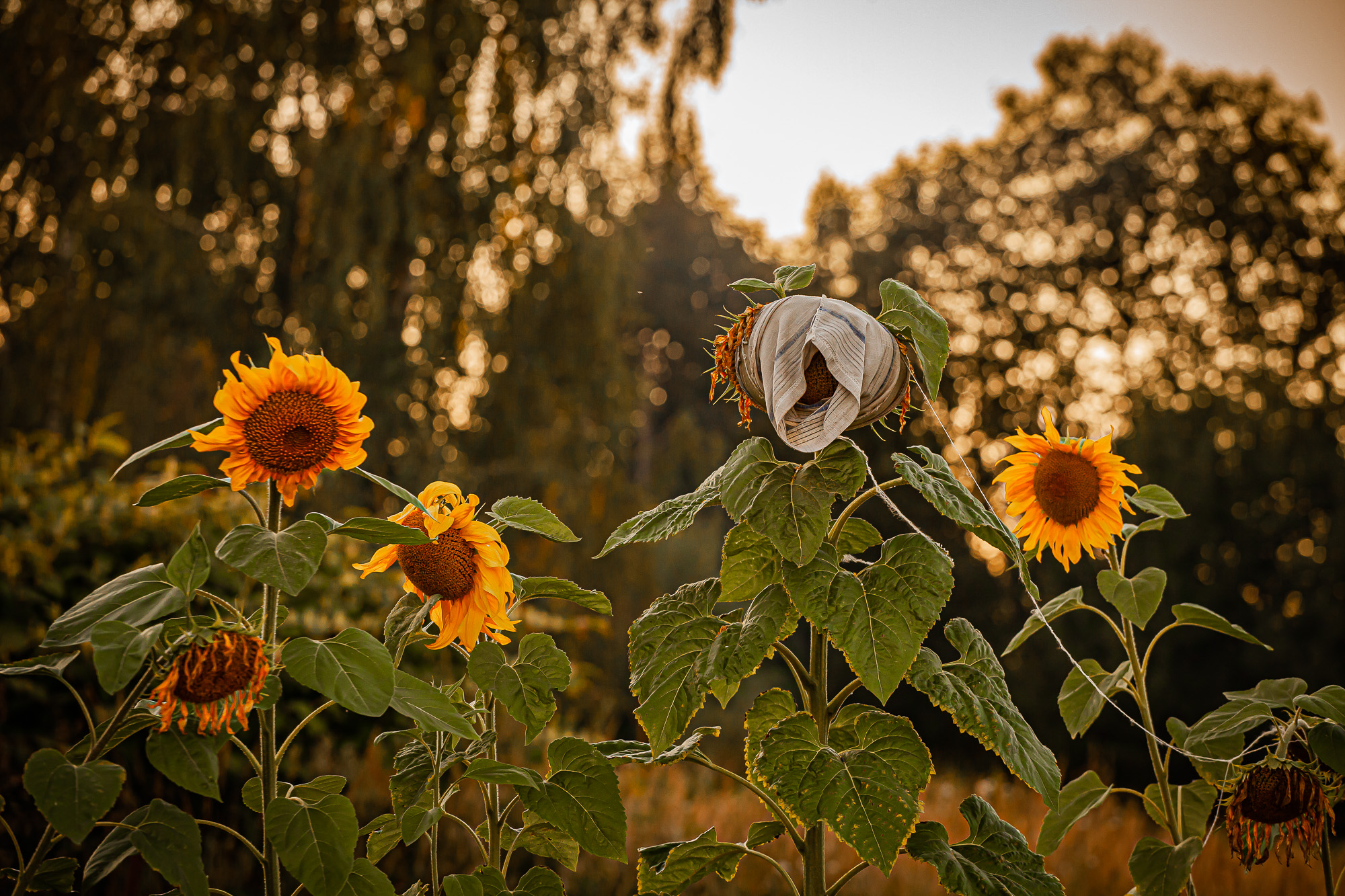 Lokhmatova_Natalya_1k4gr_babyeleto02