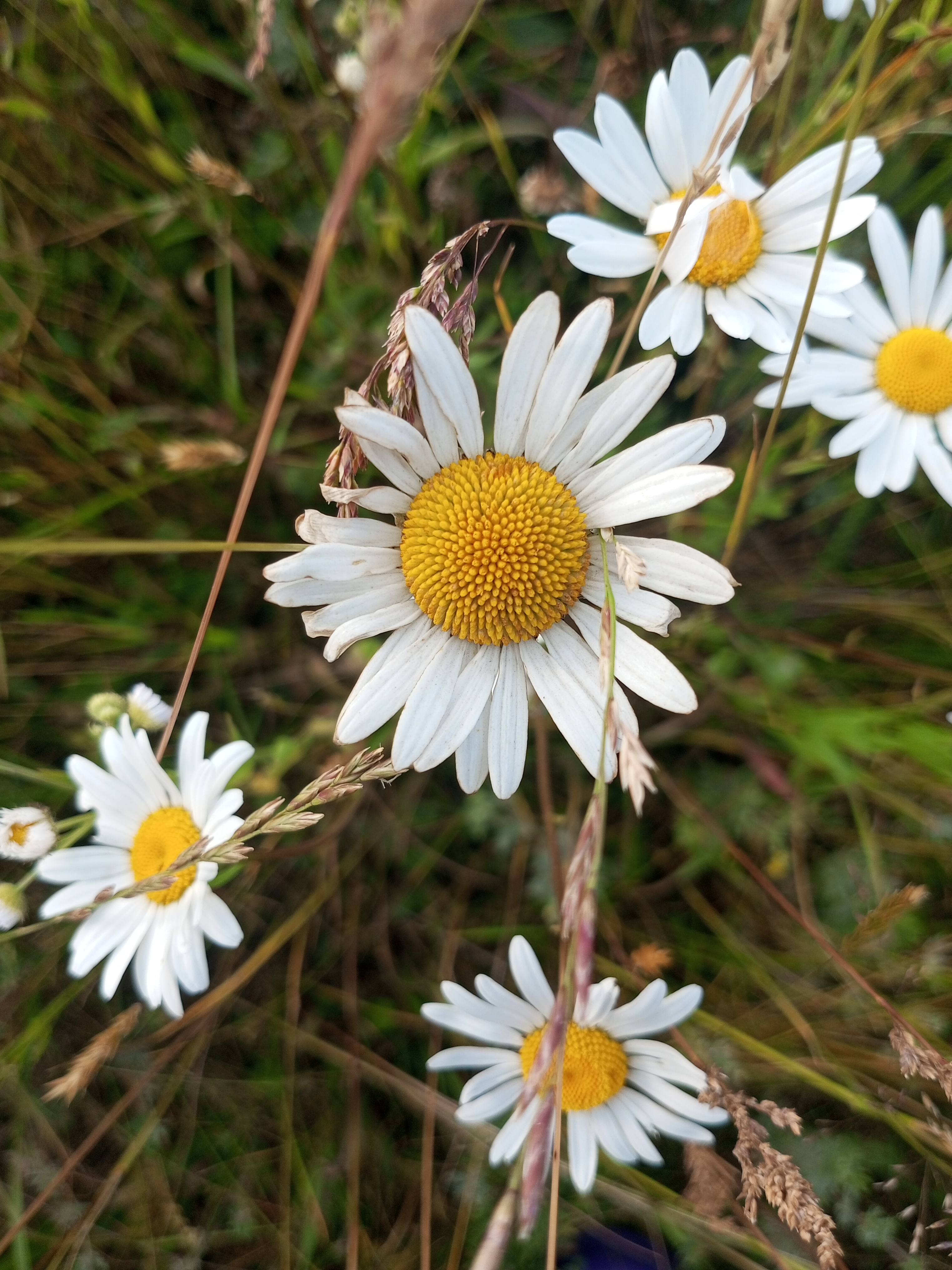 IMG_20230623_180027_693