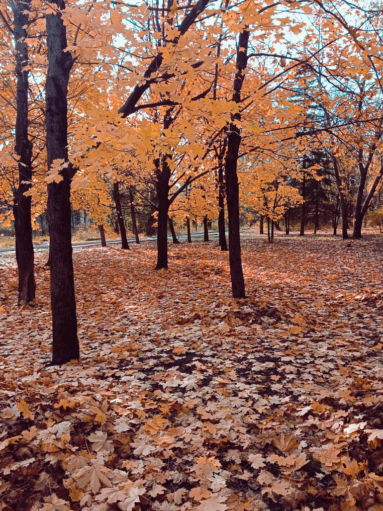 IMG_20221029_145027_135