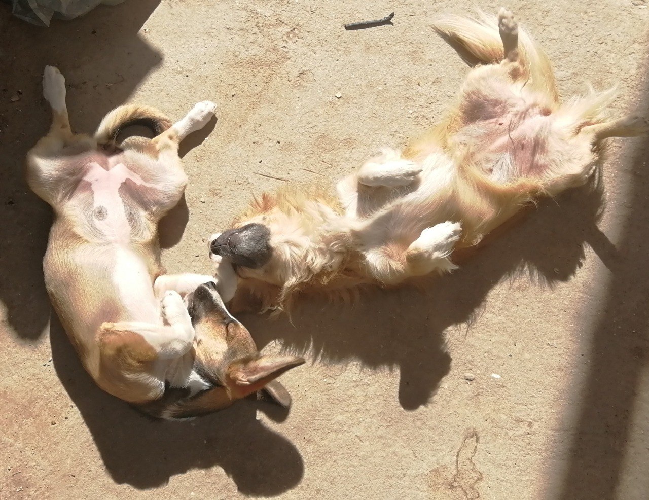 собачь счасье