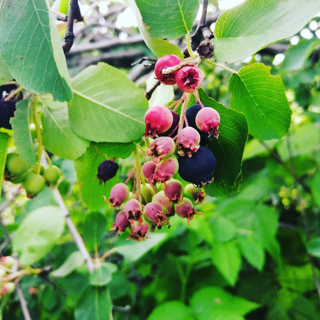 IMG_20190612_220723_066