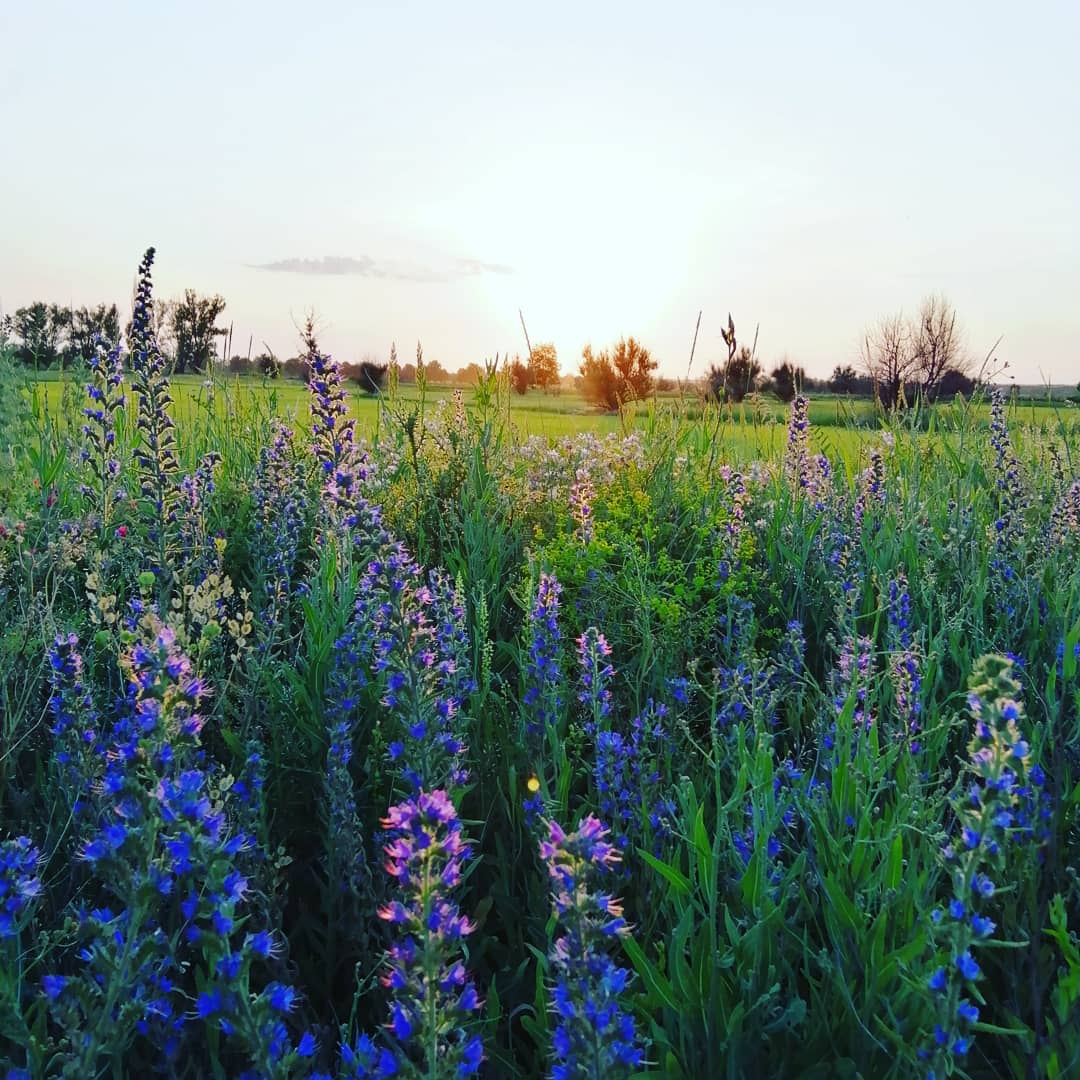 IMG_20190610_204836_344