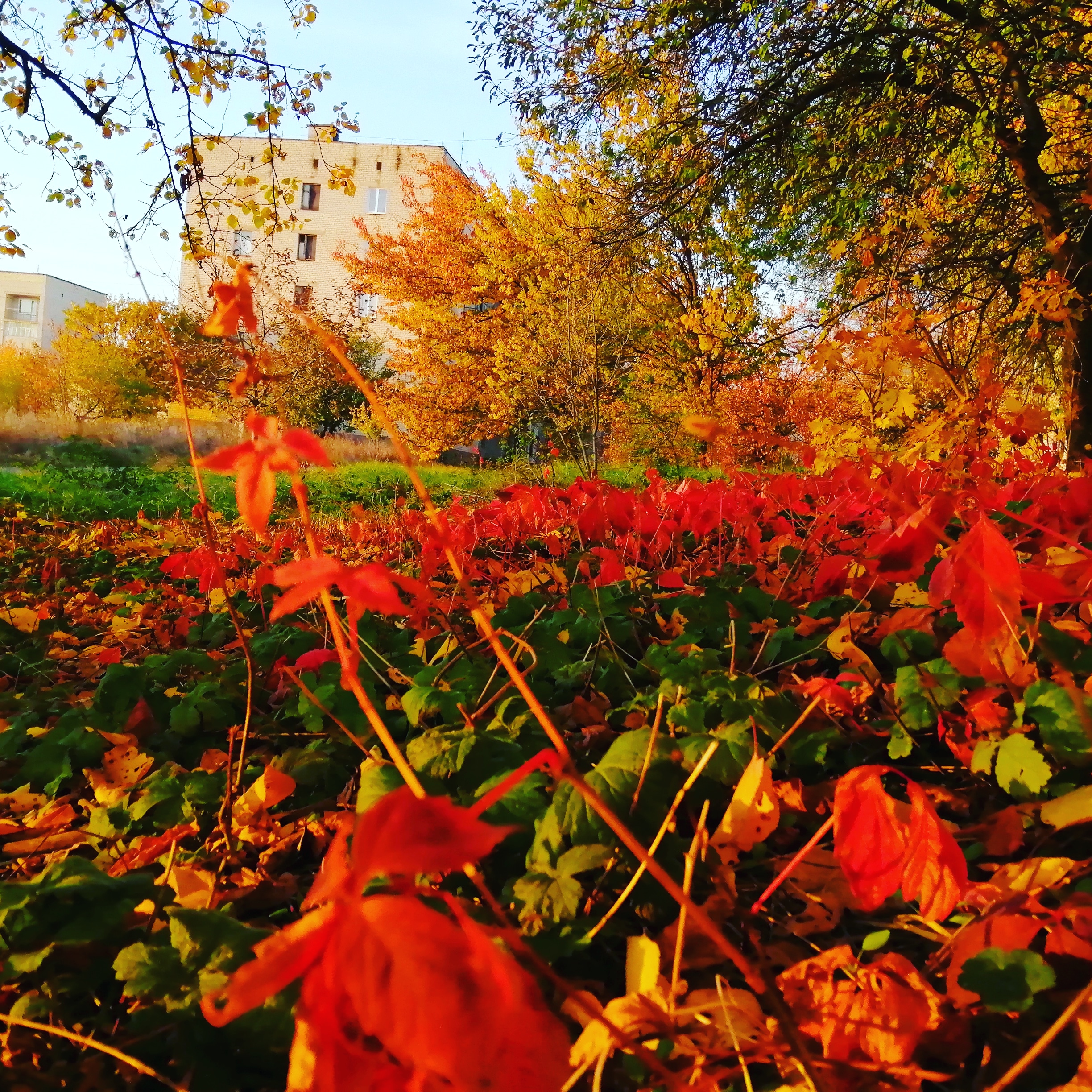 IMG_20191023_170929_750