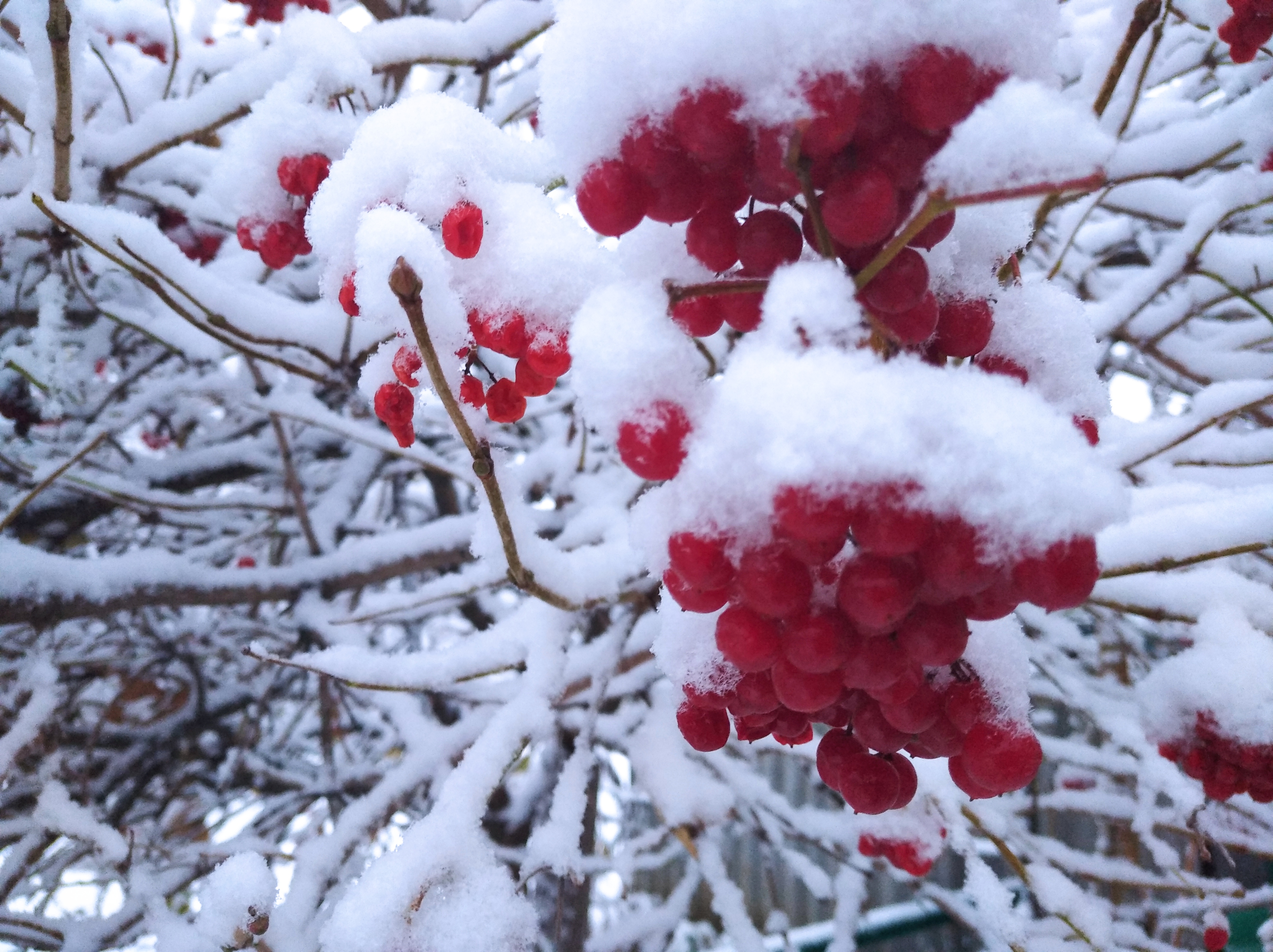 IMG_20201117_073533_1