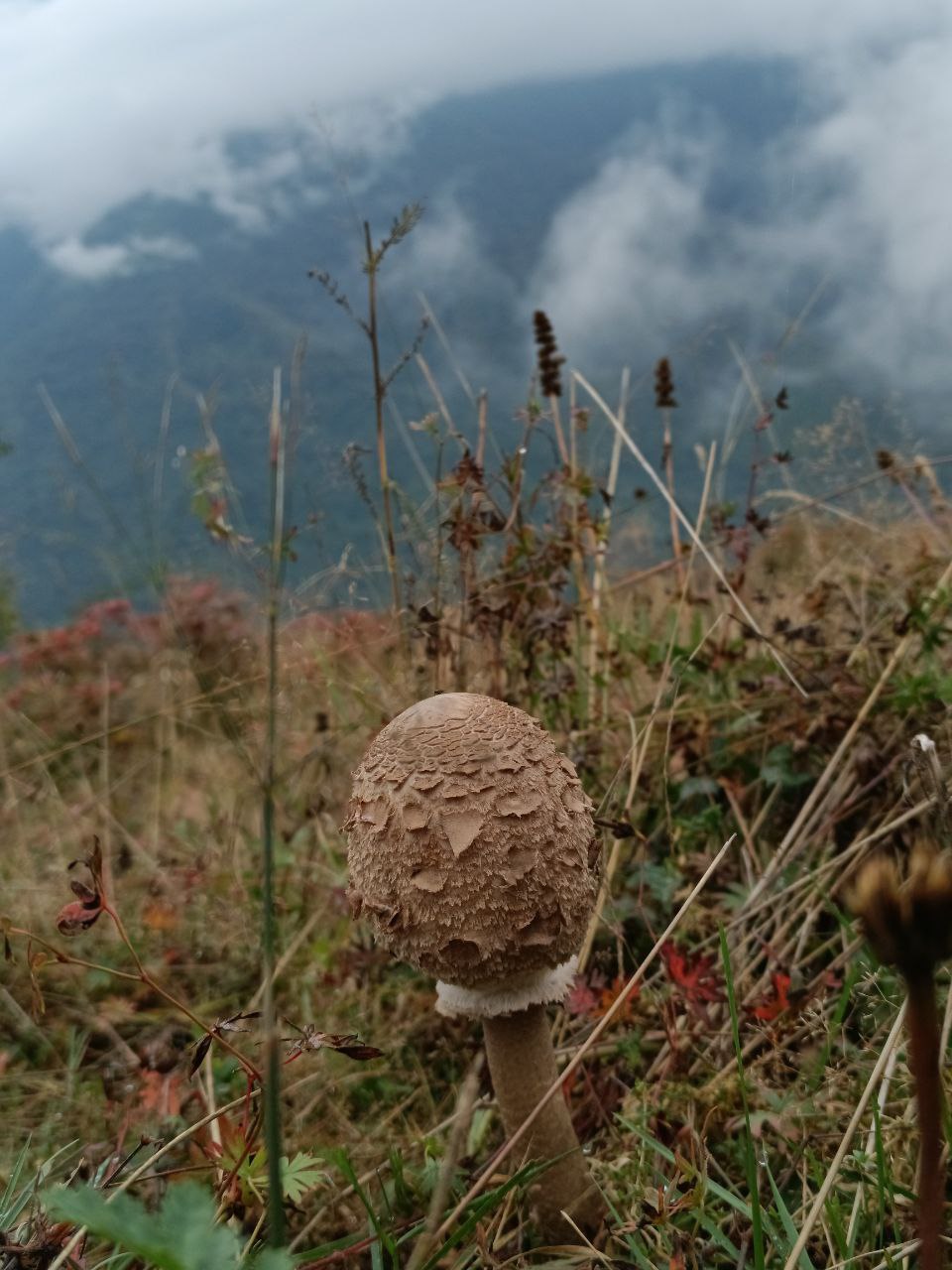 IMG_20240924_221433_155