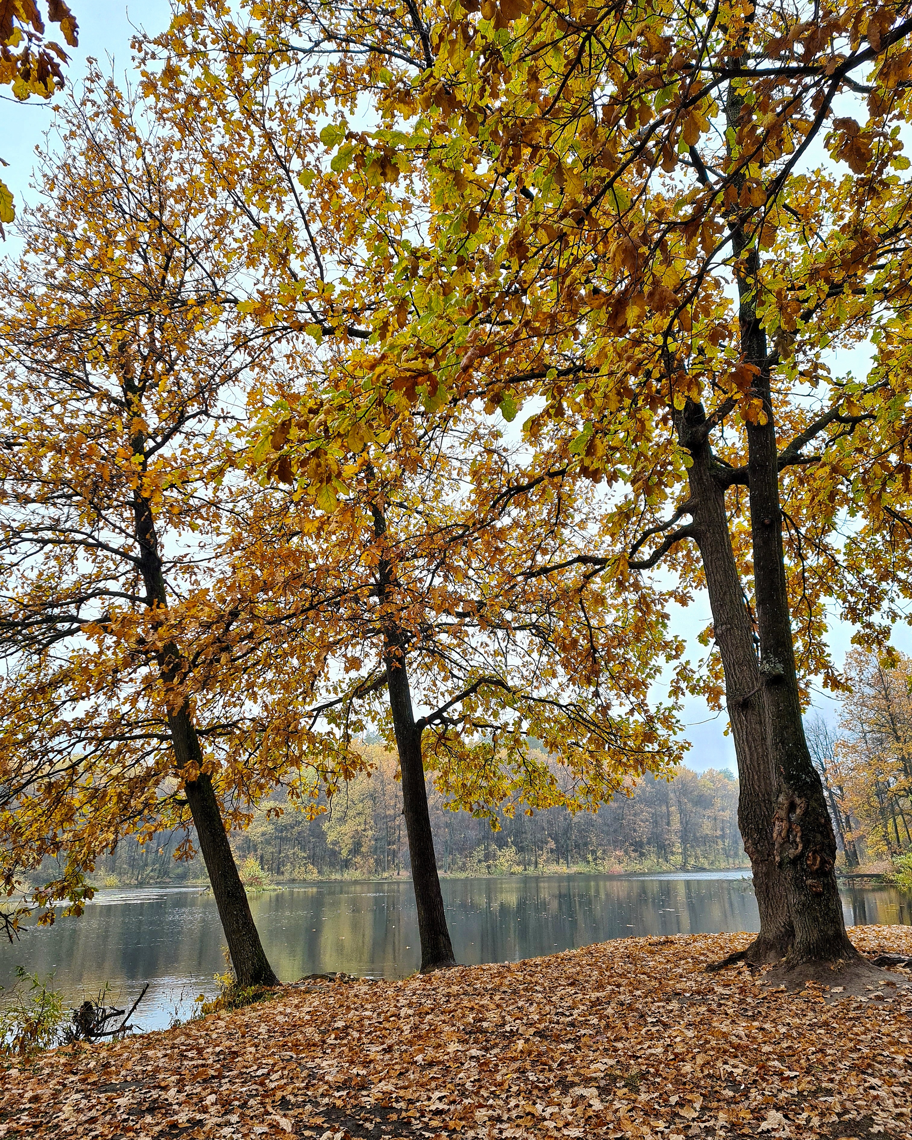 IMG_20251008_091932_035