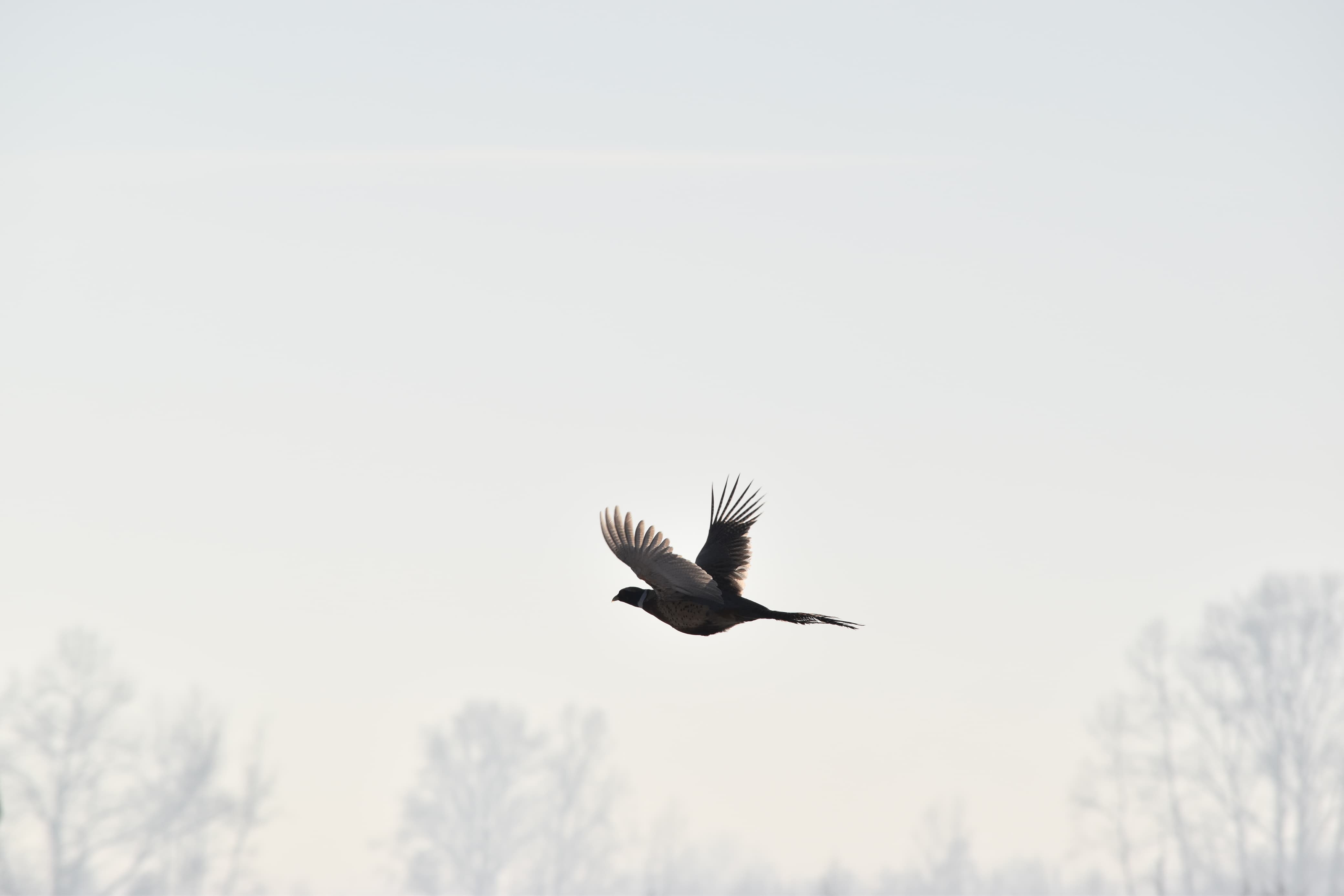 IMG-20250122-WA0032(1)