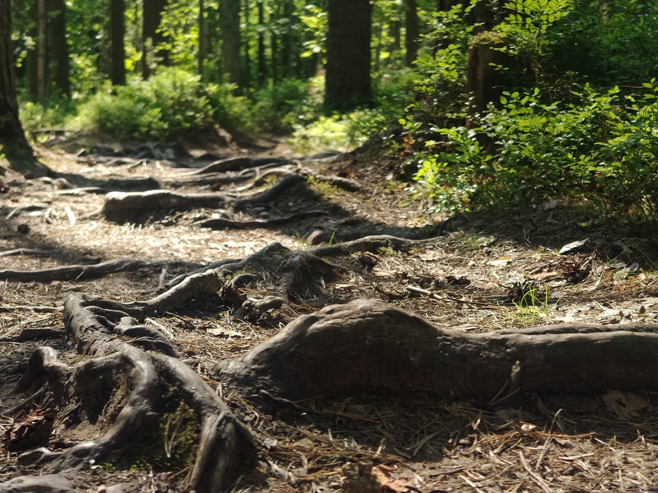 Федорович А._2