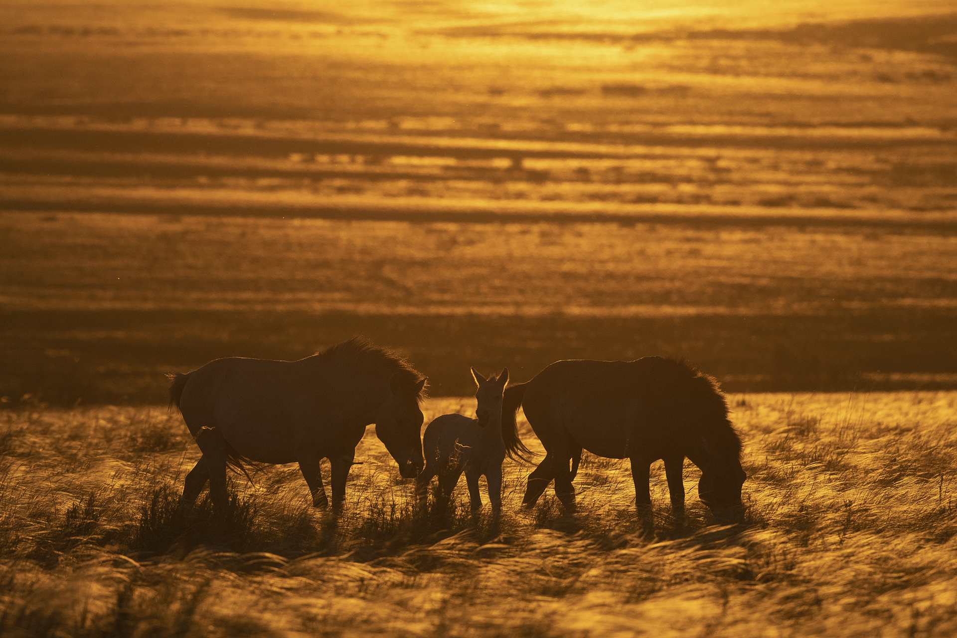 DSC_9088 копия 1