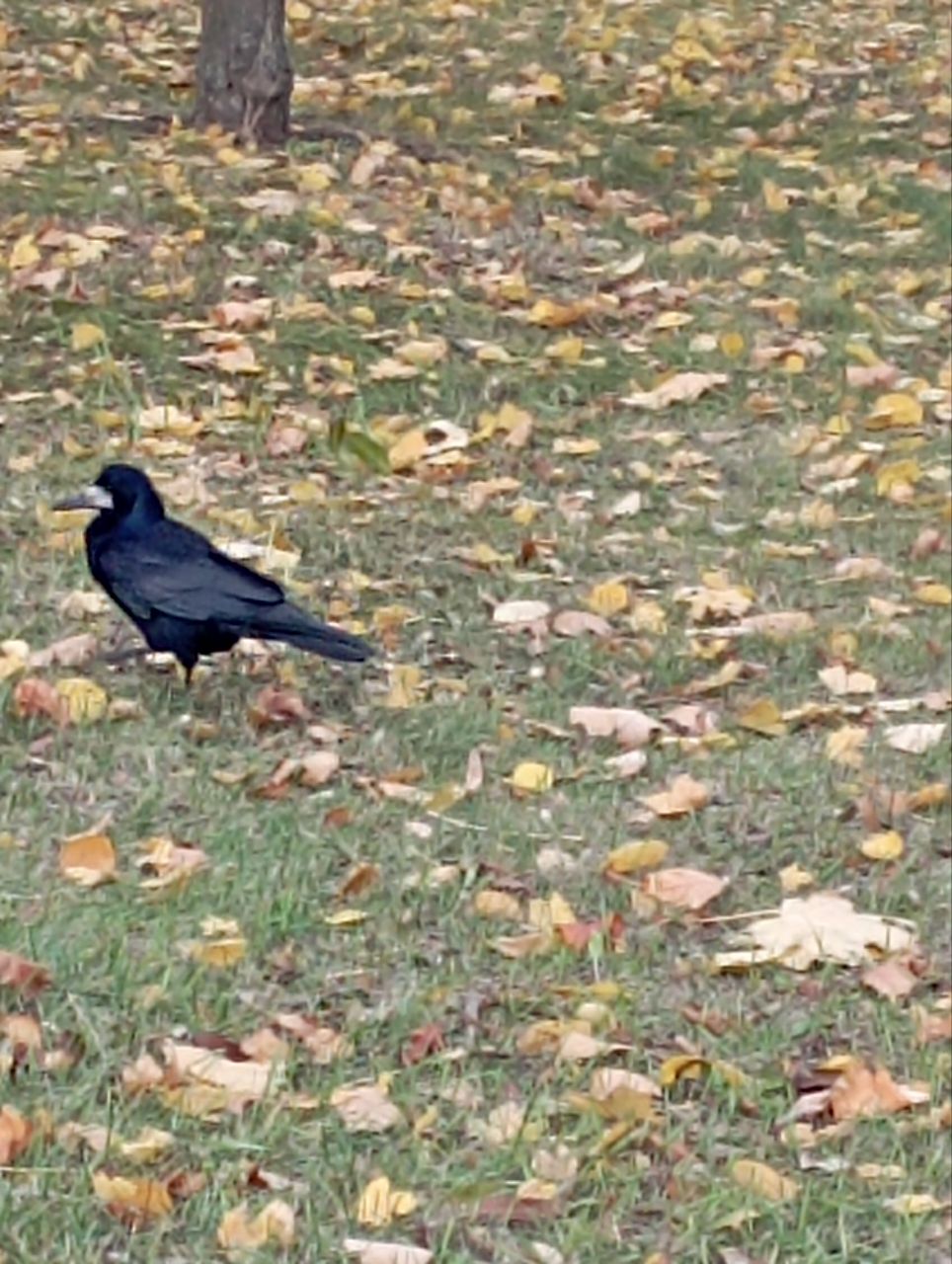 IMG_20251008_121555_172