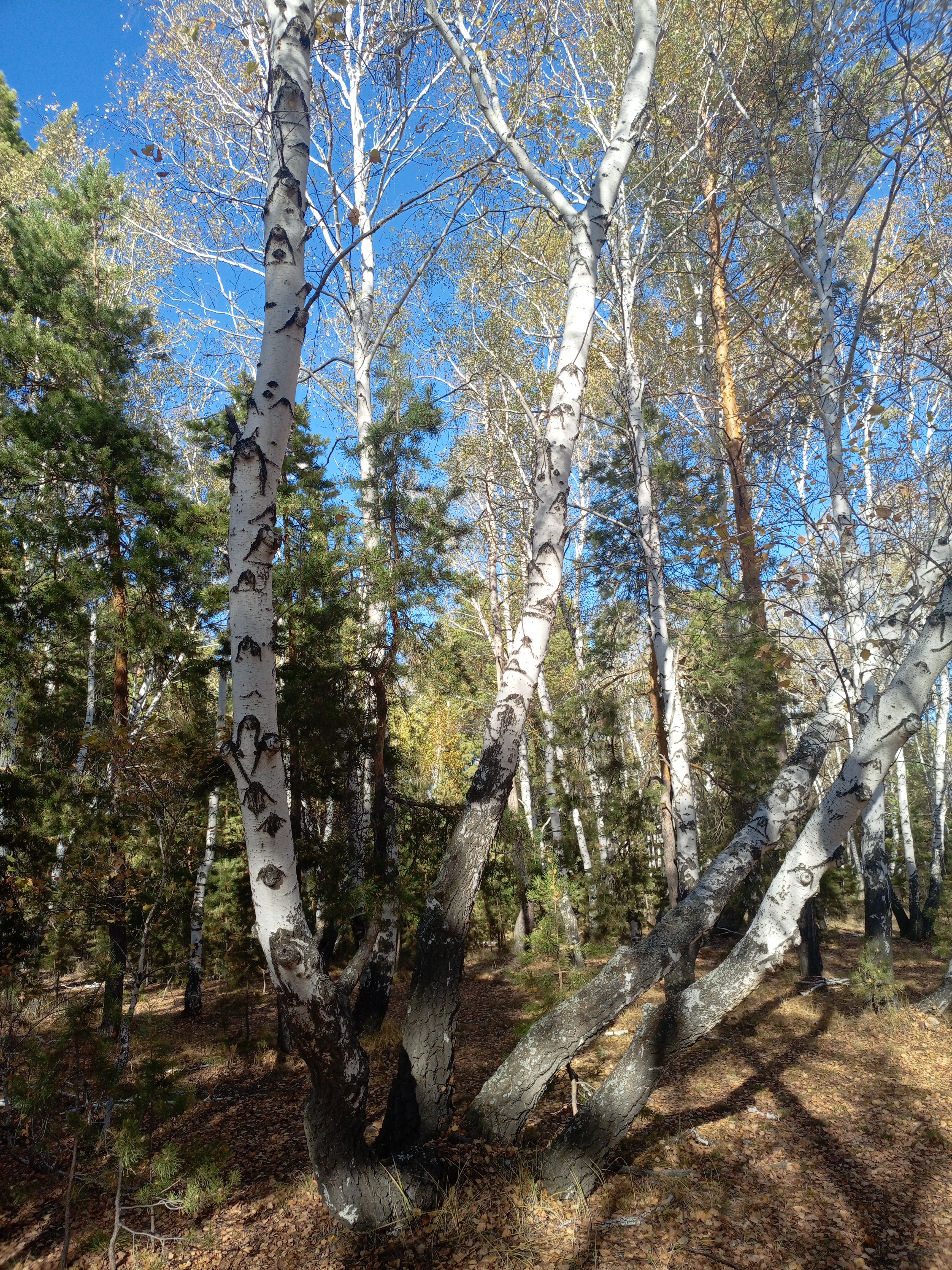 IMG_20251004_153756_271