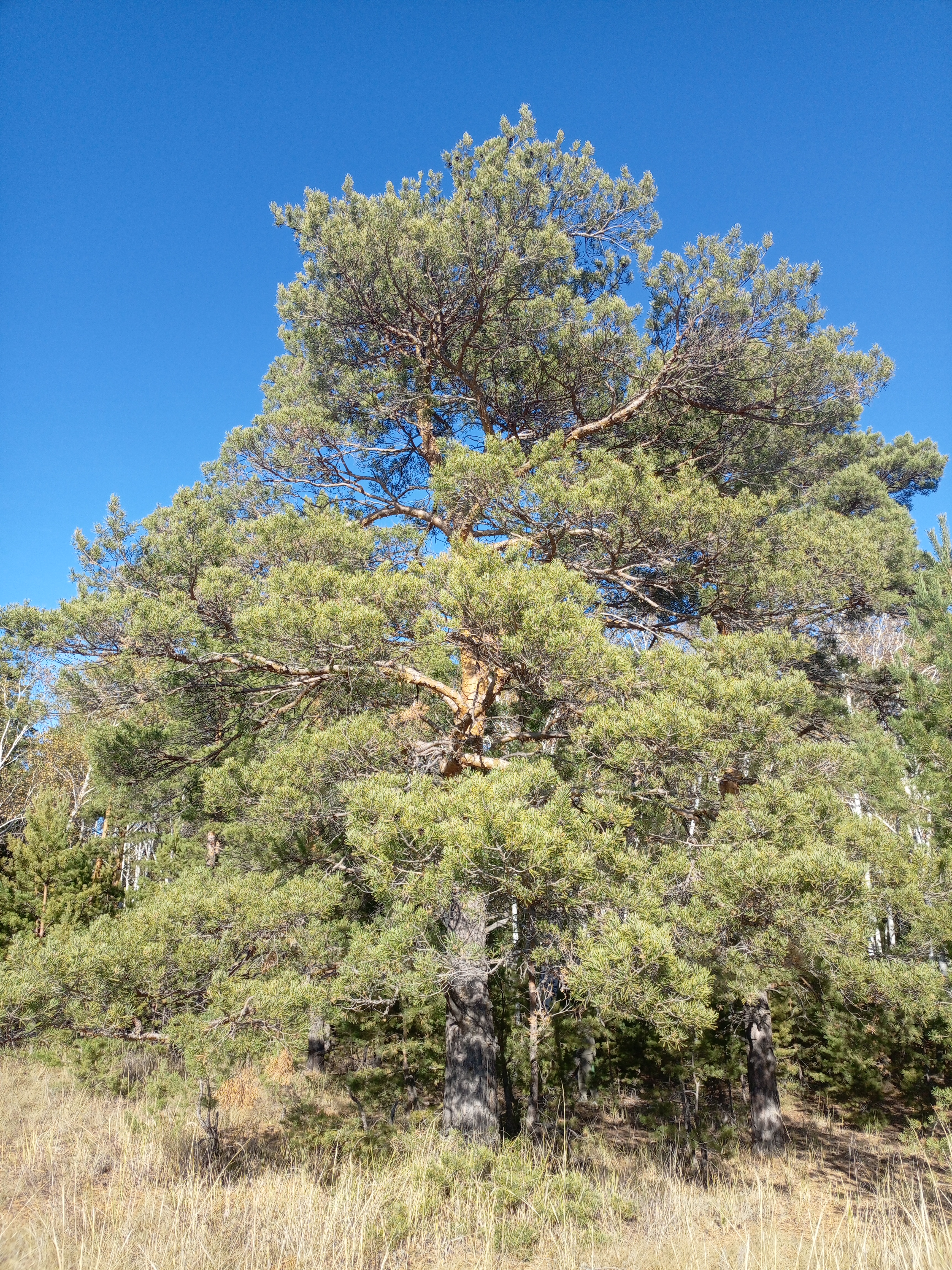 IMG_20251004_153938_155