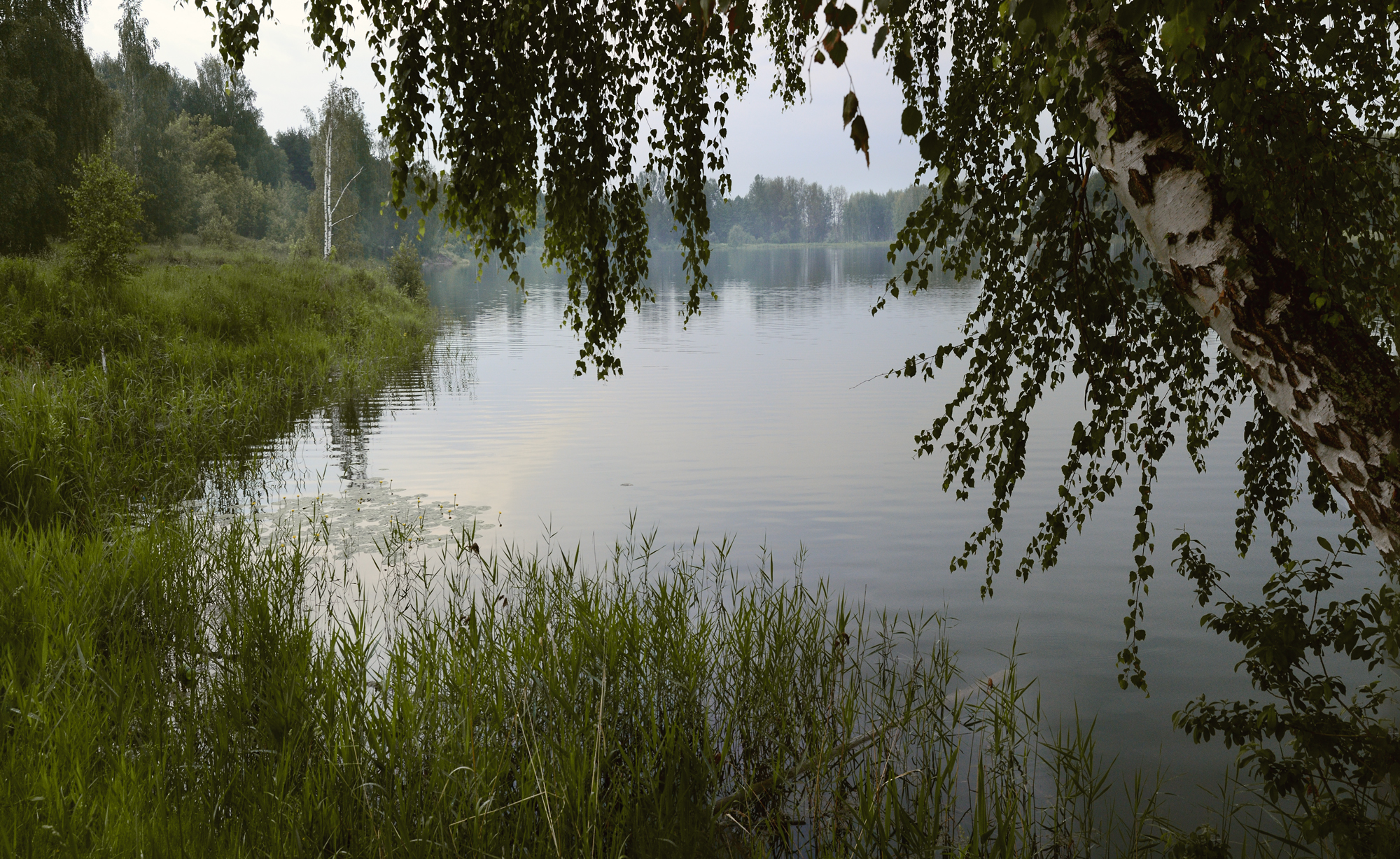 Irina Klenkova_Nature doesn't have bad weather_Redibyrb(Кувшинки)