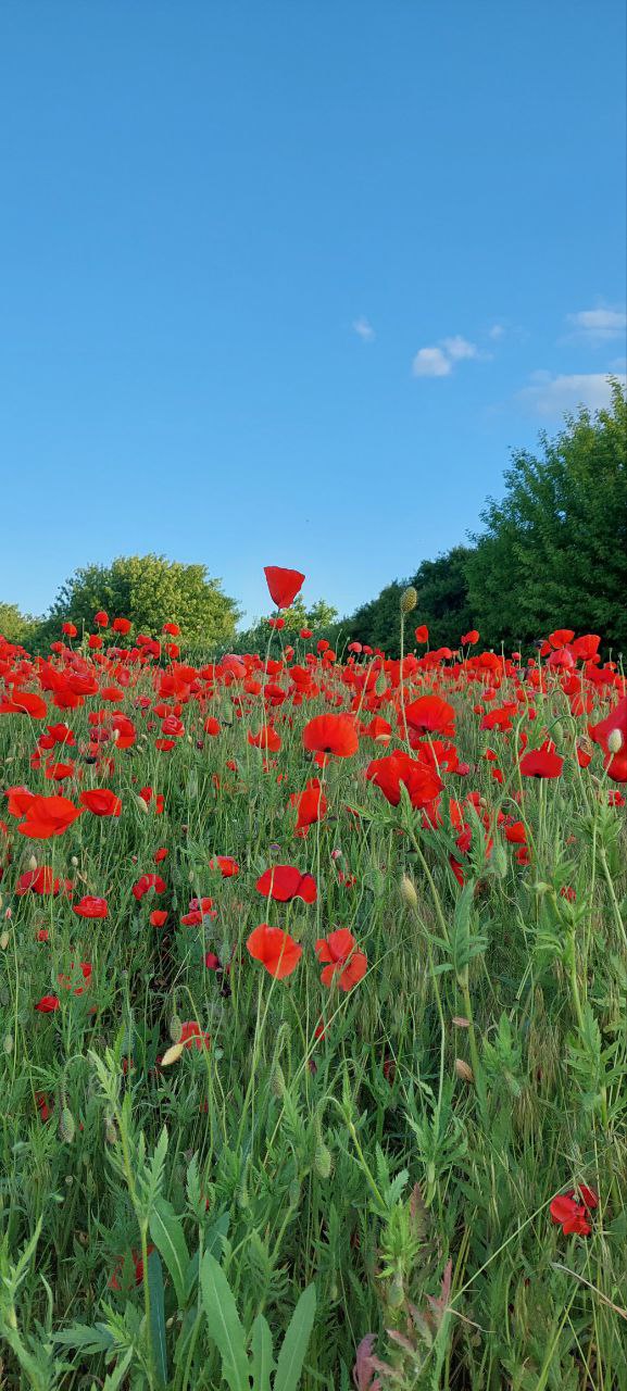 IMG_20251008_093054_500