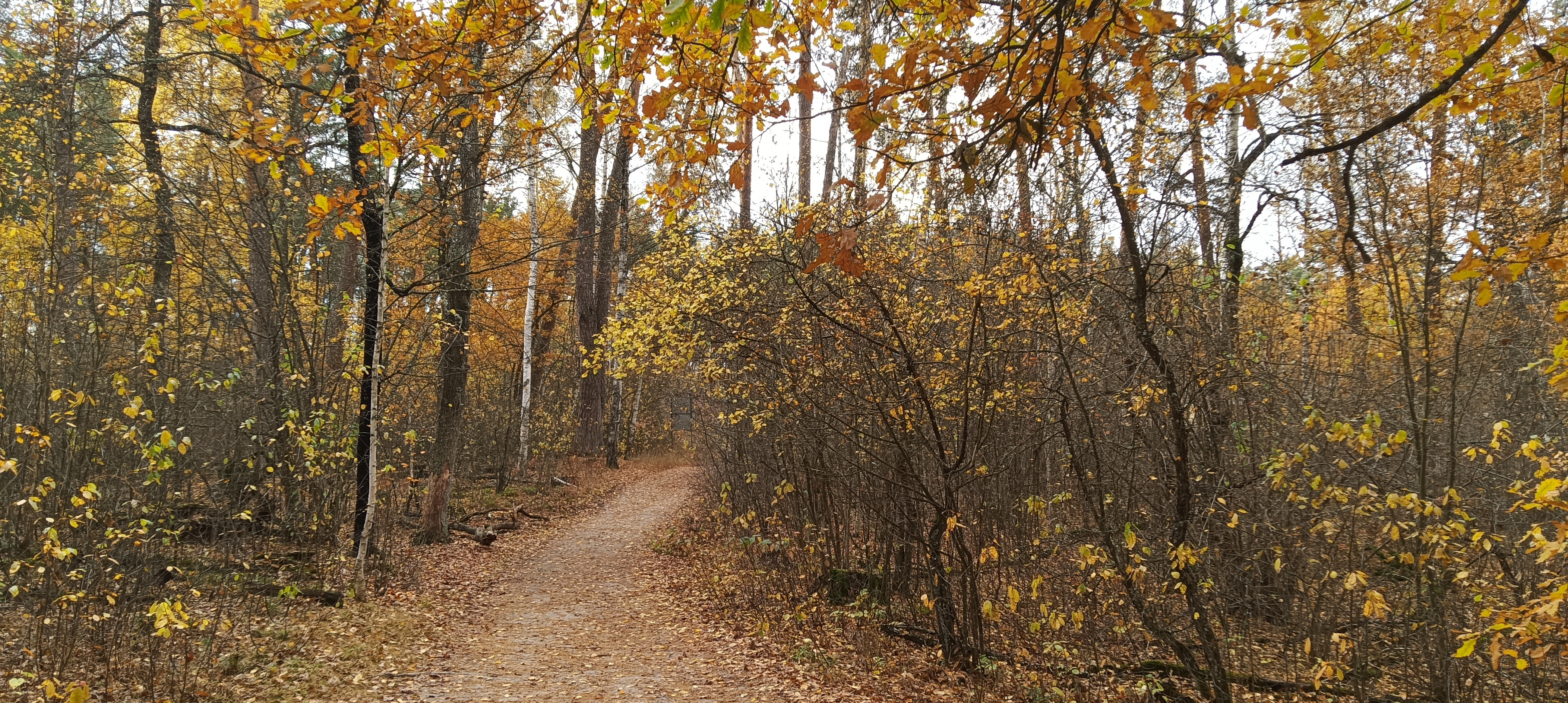 Воронежский заповелник