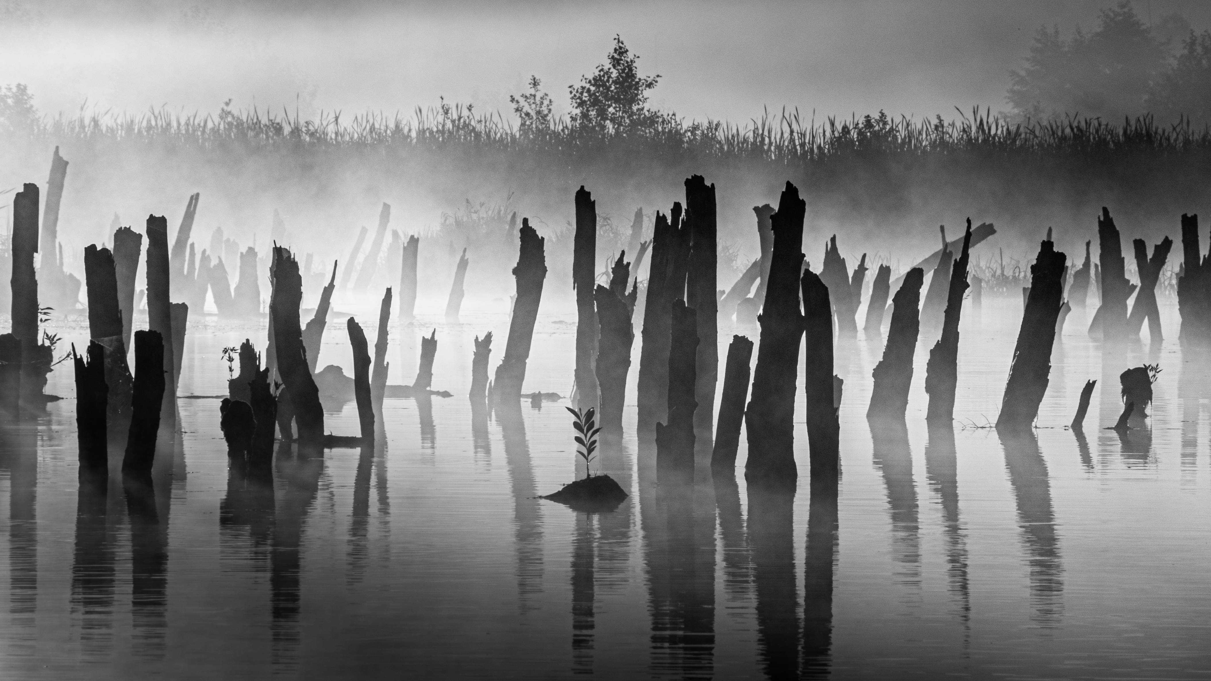 Утренний свет