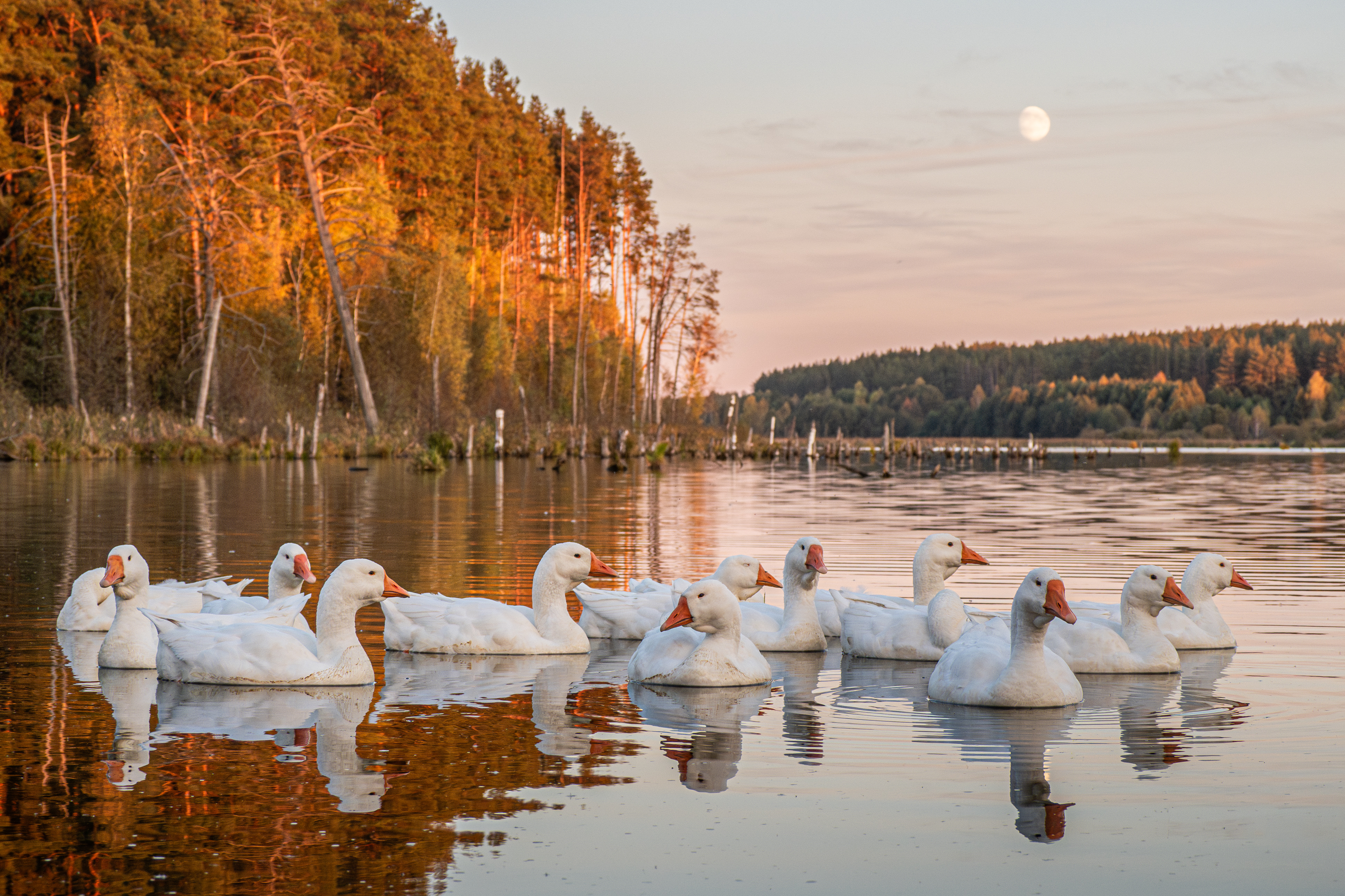 Не лебеди, но гуси
