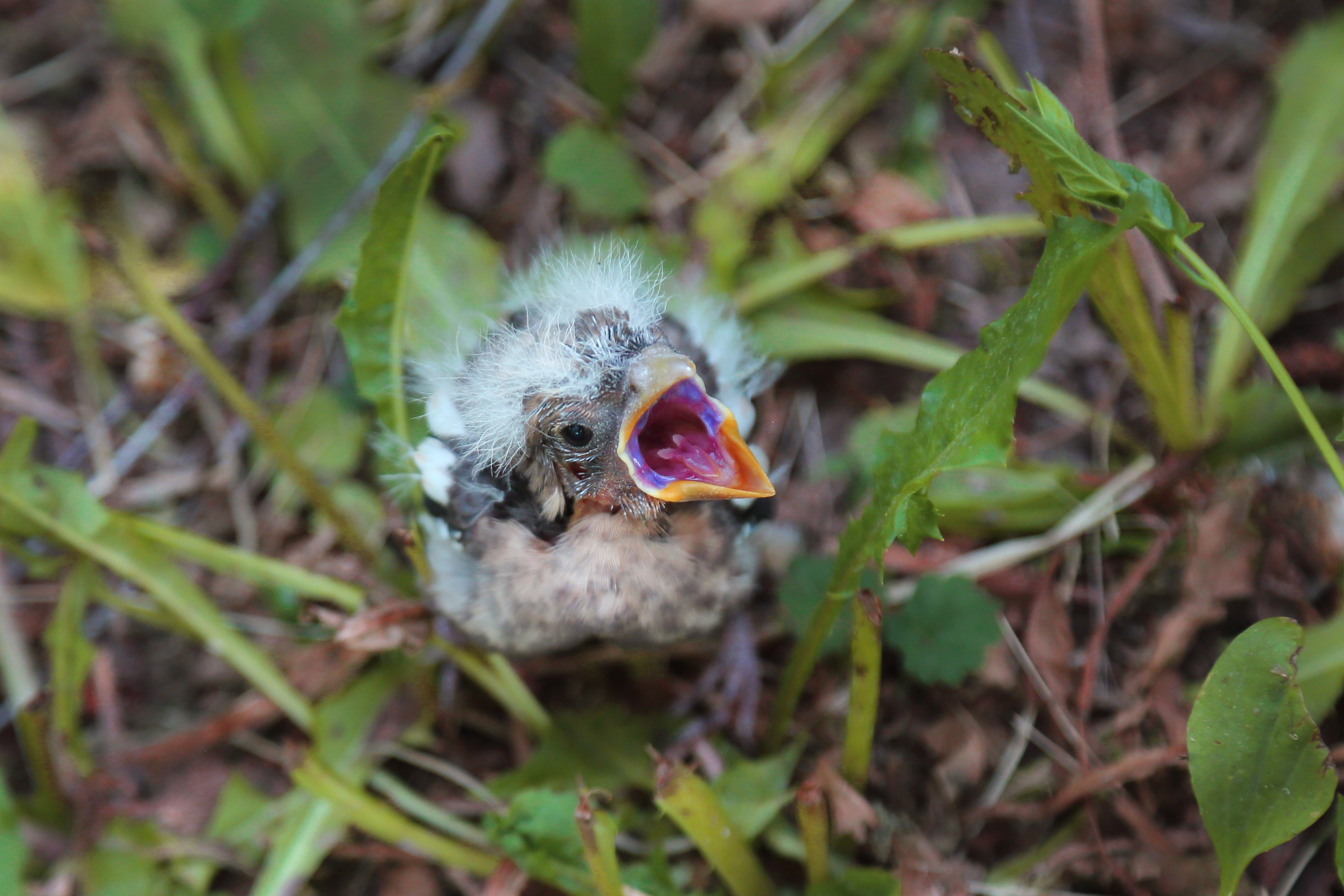 Андреева М.В. А поесть вы принесли